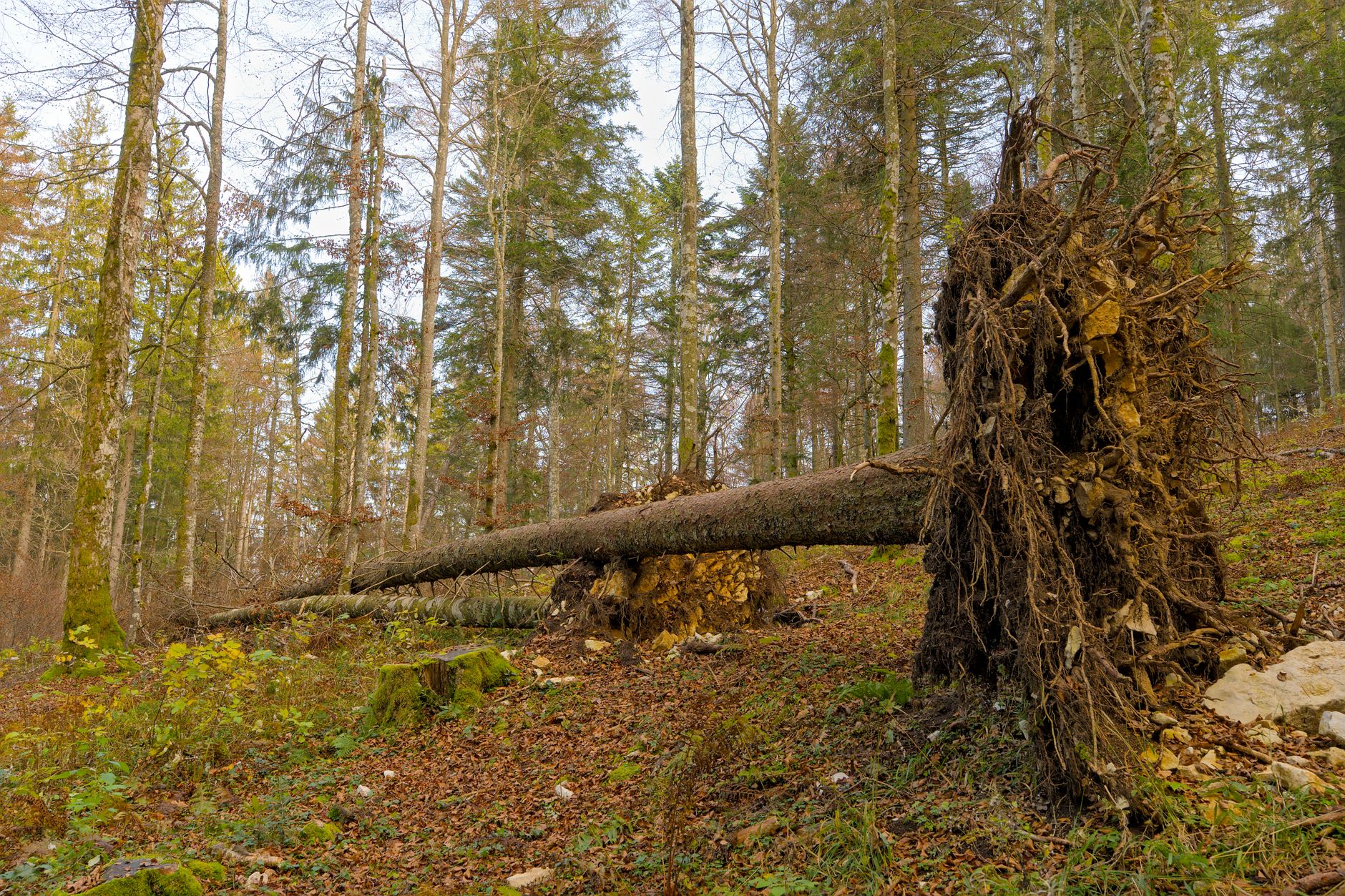 Enlèvement arbre urgence à Saint-Maur-des-Fossés